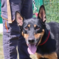 SIMBA, chien à adopter