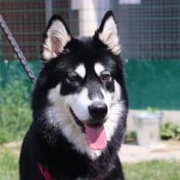 VMADA, chienne à adopter