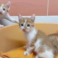 TOK, chat à adopter