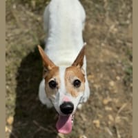 NECO HAA24561, chien à adopter