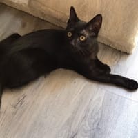 SHOULDER, chatte à adopter