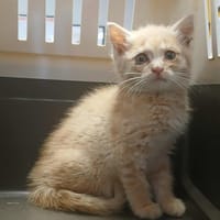 ATHENA, chatte à adopter
