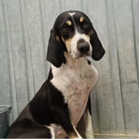 Pakita, chienne à adopter