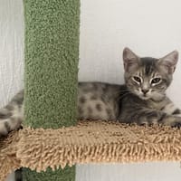 DANGO, chatte à adopter