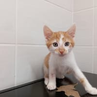 JANE, chatte à adopter