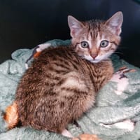 Luna, chatte à adopter