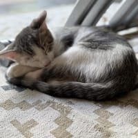 MOCHI, chat à adopter