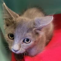 Moustachette, chatte à adopter