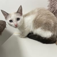 AVERELLE, chatte à adopter