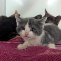 Iva, chatte à adopter