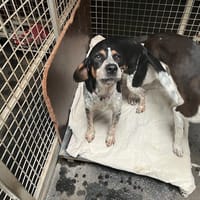 BOUBA, chien à adopter