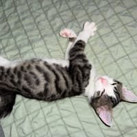ASLO, chat à adopter