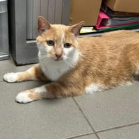 CALIN, chat à adopter