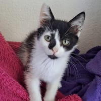 Indy, chat à adopter