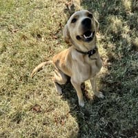 CHUCK, chien à adopter