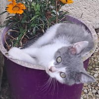 Kalia, chatte à adopter
