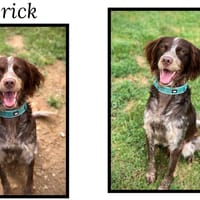 DAYRICK, chien à adopter