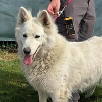 NALA, chienne à adopter