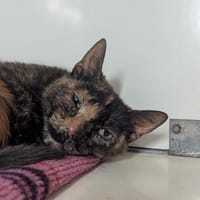 Marija, chatte à adopter