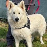 TANGO, chien à adopter
