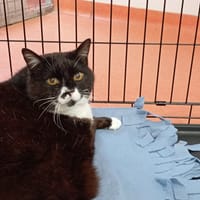 POCKET, chat à adopter