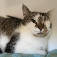 VINAIGRE, chatte à adopter
