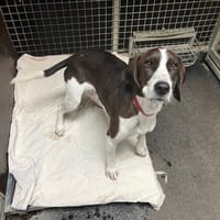 BABOU, chien à adopter