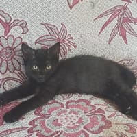 Tiago, chat à adopter