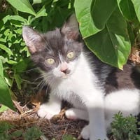 Django, chat à adopter
