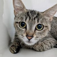 ASUNA, chatte à adopter