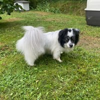 JUNIOR PAA22922, chien à adopter