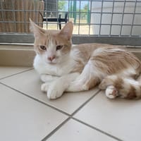 KREMA, chat à adopter