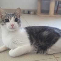Grisou, chat à adopter