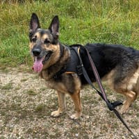 RUDY PAA22916, chien à adopter