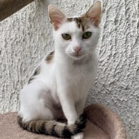 LILAS, chatte à adopter