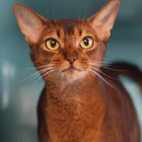 RUBY LOU, chatte à adopter