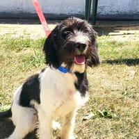 Mozart, chien à adopter