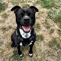 PRADA VAA, chien à adopter