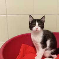 CYANE, chatte à adopter