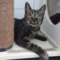BARRY CHA, chat à adopter