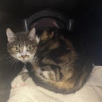 LILI, chatte à adopter