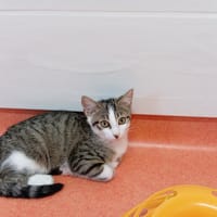 KAGUYA, chat à adopter