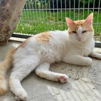 COLONEL, chat à adopter