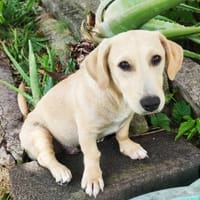 MIKO votre compagnon pour la vie, chien à adopter