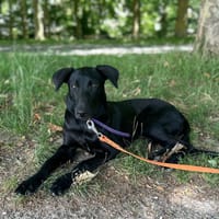 SIERRA Femelle junior berger créole, chienne à adopter