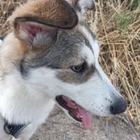 WILLY, chien à adopter