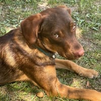 TOFFEE, Mâle junior Berger Créole, chien à adopter