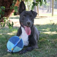 TILOUP Croisé Labrador, chien à adopter