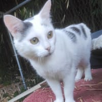 OREO, chat à adopter