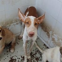 OSIRIS (Maria), chien à adopter
